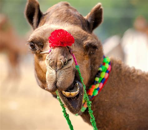 Decorated Camel at the Pushkar Fair. Rajasthan, India Stock Photo ...