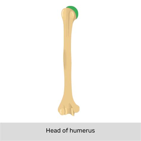 Humerus Diagram