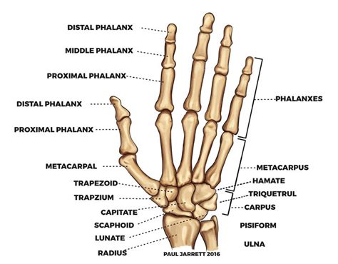 Hand Therapy Awareness Week 2018 - Dr Paul Jarrett, Hand, Wrist & Shoulder Surgeon.