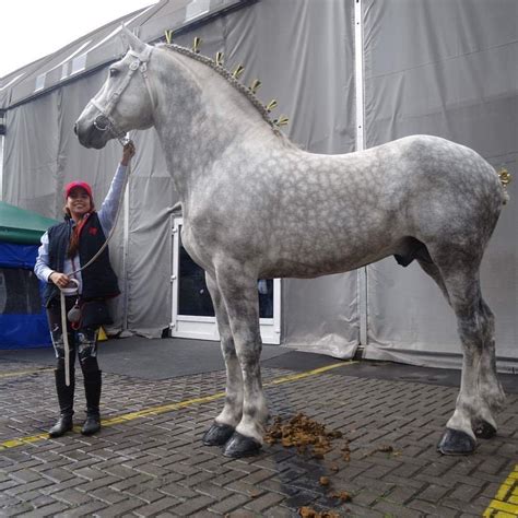 Pin by Hal Johnson on Draft horses | Percheron horses, Horses, Big horses