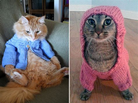 Cats Wearing Sweaters