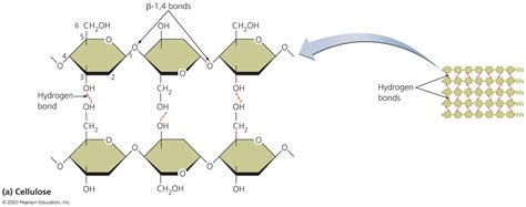 Cellulose Structure Hydrogen Bonds