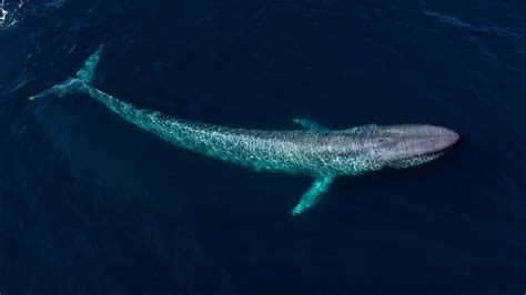 Blue Whales: The Most Enormous Creatures on Earth | Live Science