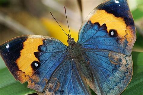 Dead leaf butterfly | Interesting facts | Love nature