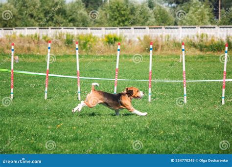 Dog in Agility Competition Set Up in Green Grassy Park Stock Image - Image of puppy, mammal ...