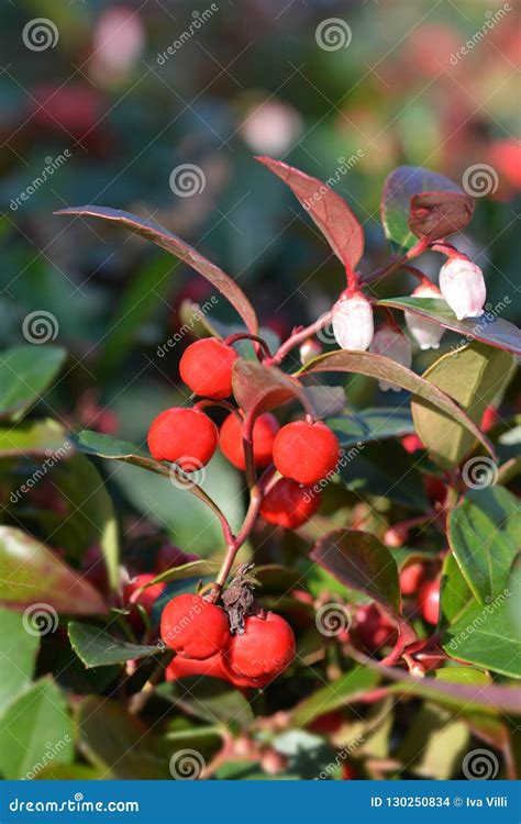 American wintergreen stock photo. Image of berry, botany - 130250834