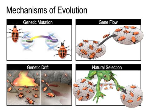 Mechanisms of Evolution