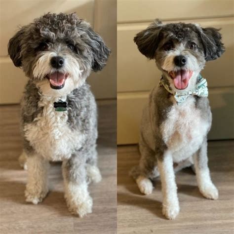 Best Types of Aussiedoodle Haircuts with Pictures – Aussiedoodle Moon