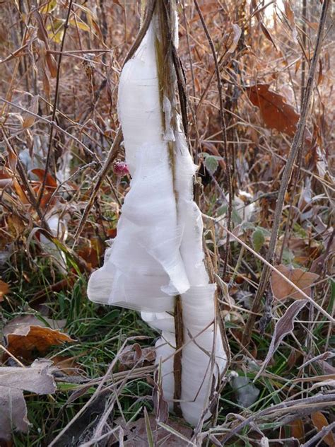 Frost Flowers