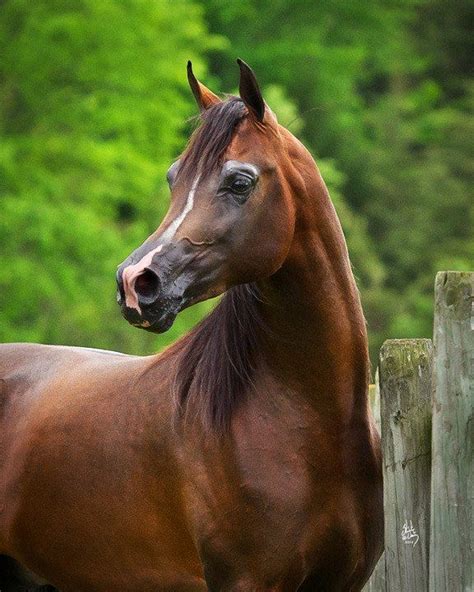 bay arabian | Beautiful arabian horses, Horses, Beautiful horses