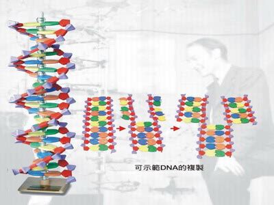 DNA分子模型(22層) DNA分子模型 生物研究器材 愛因斯坦教學用品社