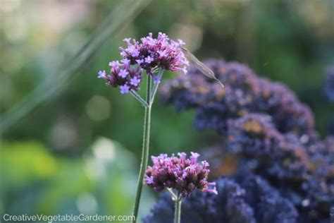 Creative Vegetable Gardener:Unusual Vegetables to Grow in Your Garden ...