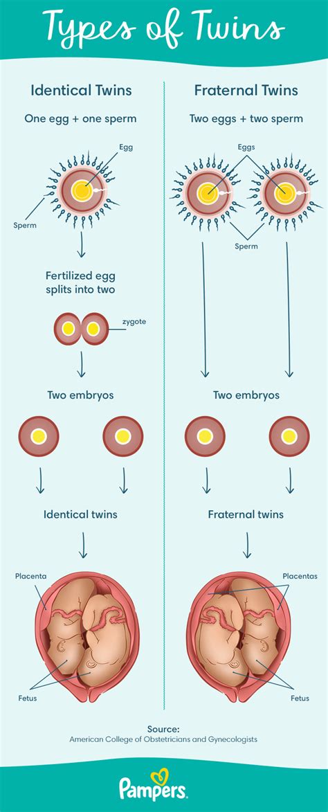 Fraternal Twins Fetal Development