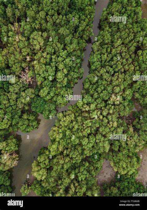 Aerial view of the mangrove forest Stock Photo - Alamy