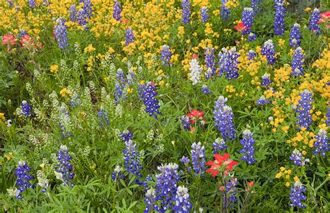 Clark Crenshaw Photography: Texas Wildflowers in 2012