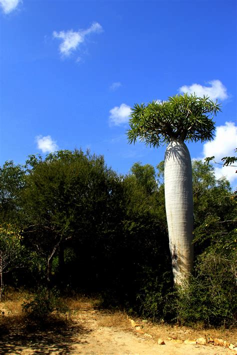 All The Live Long Day: Madagascar Honeymoon, Post #7: 21 to 27 April 2011