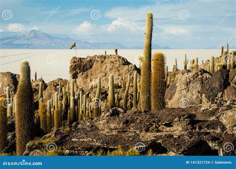 Cactus Island in the Bolivian Salt Flat of Uyuni Stock Photo - Image of ...