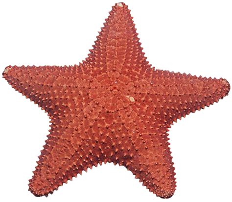 Starfish PNG Transparent Images | PNG All | Starfish, Png, Transparent