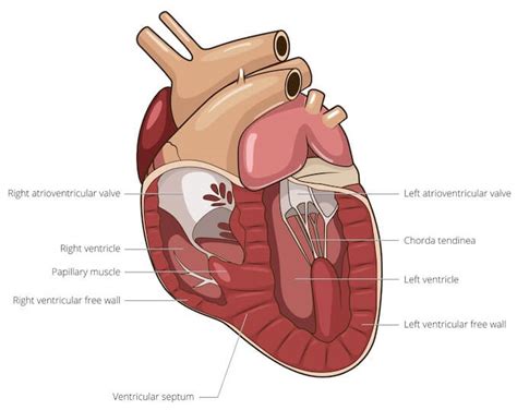 A Visual Guide to Dog Anatomy (Muscle, Organ & Skeletal Drawings) | All ...