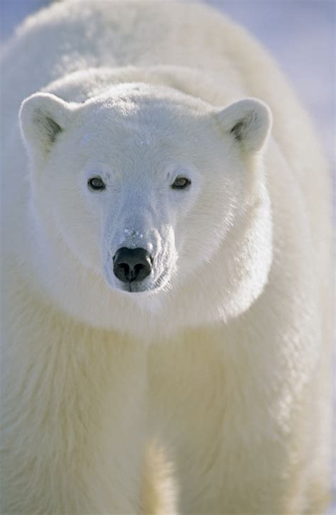 Polar Bear Facts - KidsPressMagazine.com