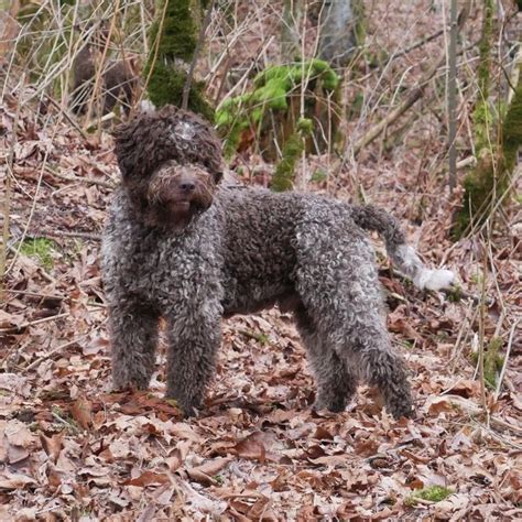 Grooming Lagotto Romagnolo | Lagotto romagnolo, Puppy grooming, Grooming