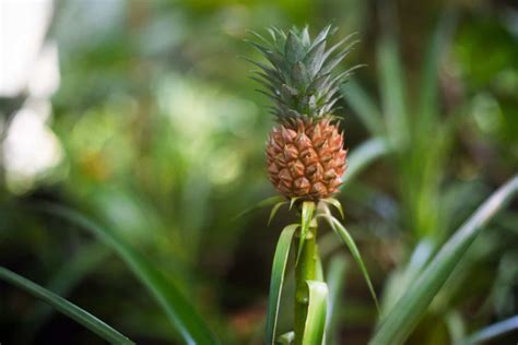 A Detailed Guide To All The Pineapple Growing Stages