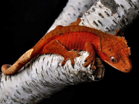 Ultimate Crested Gecko Morphs Guide | MyPetCareJoy