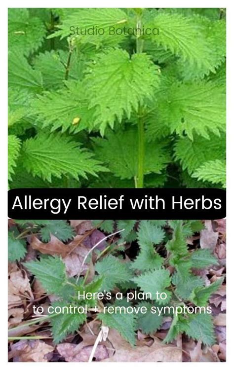 Allergy Relief with Herbs! Herbs can help prevent + lessen symptoms. Anti-Allergy herbs + r ...