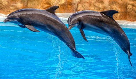 16 Of The Most Amazing Dolphin Pictures - LAUGHTARD