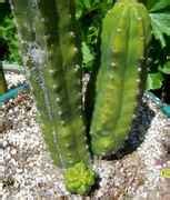 Cacti Garden + Mother Sally....Pics... - Other Growables - Growery ...