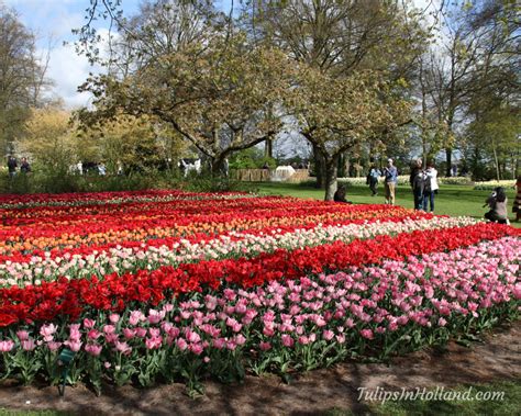 Tulip Garden Amsterdam - Tulips in Holland