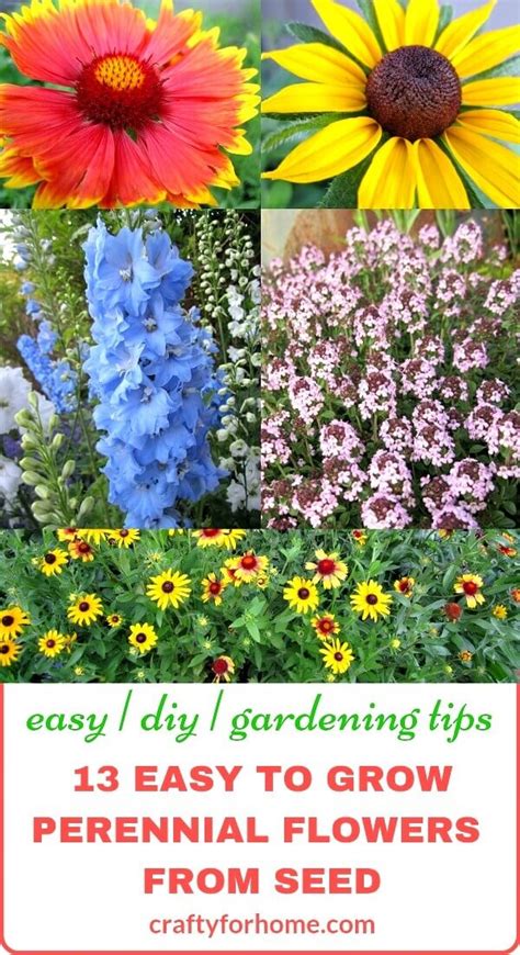 13 Easy To Grow Perennial Flowers From Seed | Crafty For Home