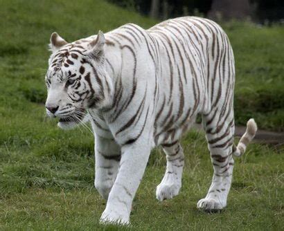 White Tiger Facts | White Tiger Habitat & Diet