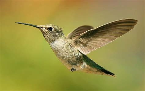 nature, Birds, Hummingbirds, Depth, Of, Field Wallpapers HD / Desktop and Mobile Backgrounds