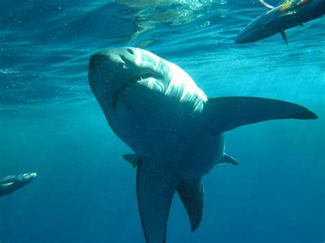 Shark Facts: Great White Shark Facts