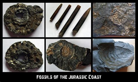 Fossils of the Jurassic Coast by E-Pa on DeviantArt