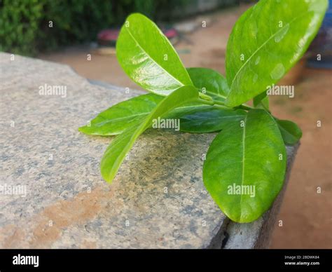 Yellow Allamanda cathartica on stone background Stock Photo - Alamy