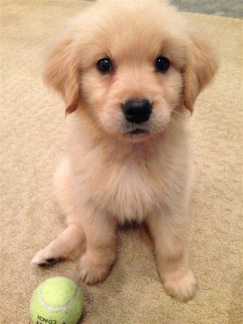 Cute Golden puppy, Kayak #GoldenPuppies #goldenretriever | Golden puppies, Super cute puppies ...