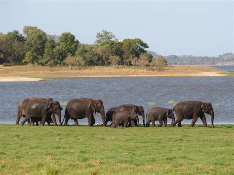 Minneriya National Park Safari: A Close Encounter with Elephants in the ...