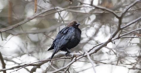 Naturetastic Blog: Birds in Yosemite Village - Yosemite National Park (Part 8)