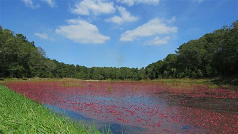 Trail to the perfect cranberry bog - Cape Cod Online Cod Online, Cranberry Bog, Hyannis, Sand ...