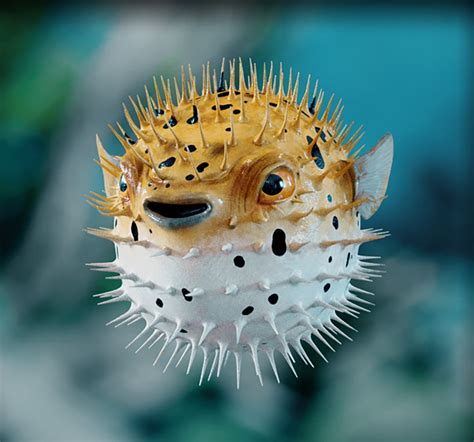 Pufferfish : The spikes on the pufferfish are enough to drive you away ...