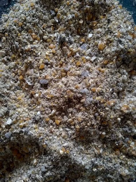 Layer Chicken Feed, Starter at Rs 50/kg in Mysore | ID: 24867934448