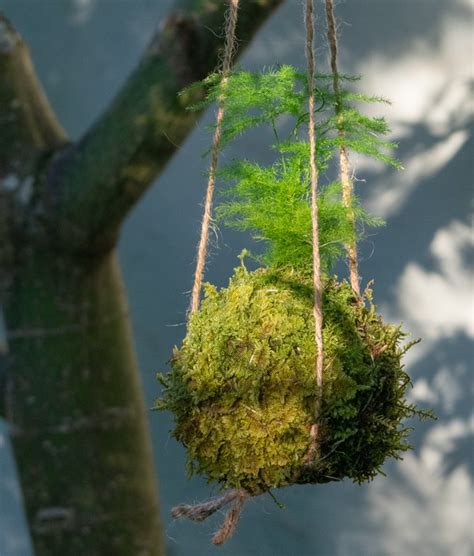 How to Make Kokedama (Japanese Moss Balls) - Otherwise Amazing