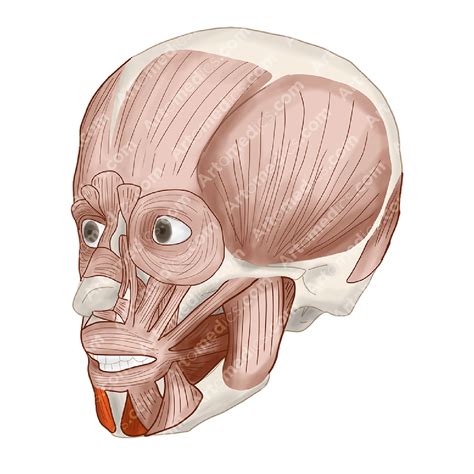 Mentalis Muscle (Anterolateral View) - Artomedics Studio