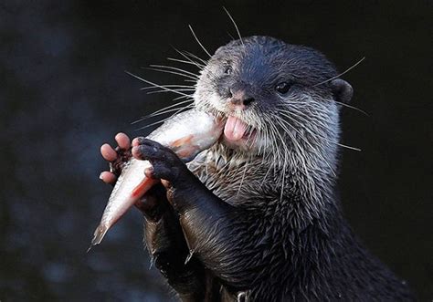 Otter Eating Fish – 1Funny.com