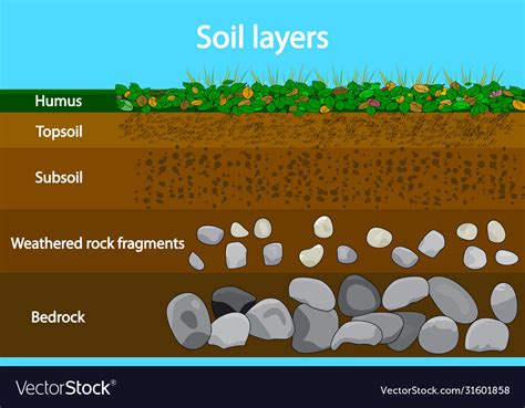 Soil layers diagram showing soil layers Royalty Free Vector