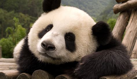 Playful panda wins hearts with goofy pastime | AOL Features