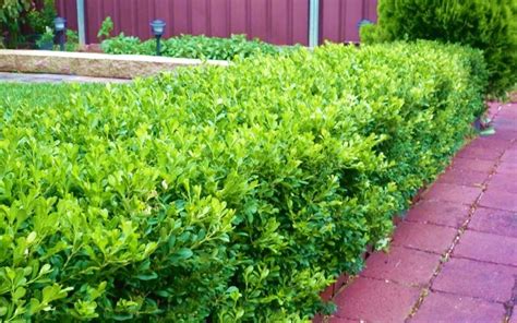 Japanese Boxwood - 3 Gallon - Shrub, Perennial - Boxwood Shrubs | ToGoGarden