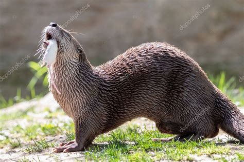 North American River Otter Eating White Mouse Wet Northern River ...